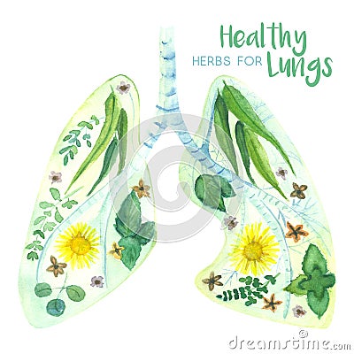 Lungs decorated with herbs thats good for its health Stock Photo