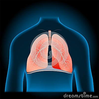 Lungs and diaphragm into x-ray blue realistic torso Vector Illustration