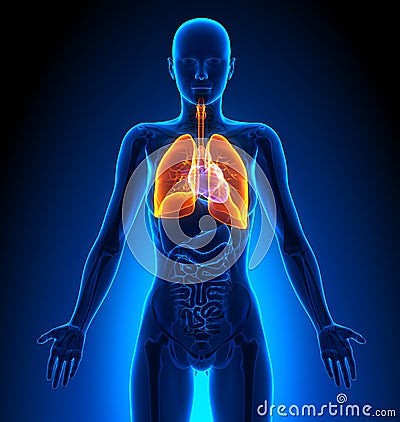 Lungs - Female Organs - Human Anatomy Stock Photo