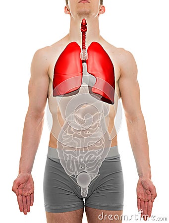 Lungs Male - Internal Organs Anatomy - 3D illustration Cartoon Illustration