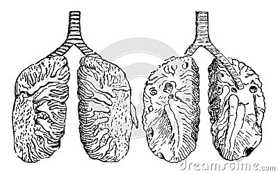 Lungs of a Pigeon, vintage illustration Vector Illustration