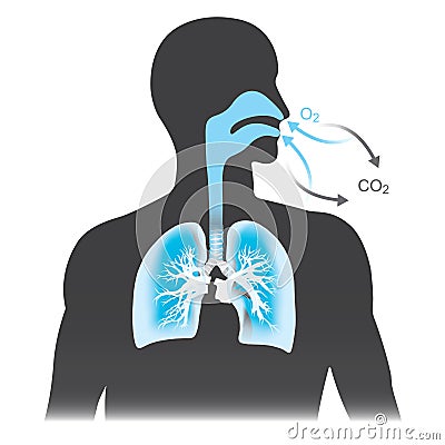 The lungs are the primary organs of respiration in humans. Stock Photo