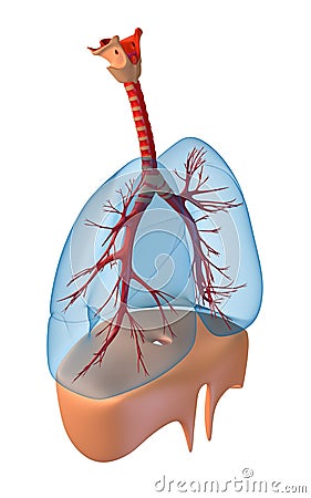 Lungs - pulmonary system. Stock Photo