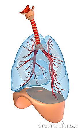 Lungs - pulmonary system Stock Photo