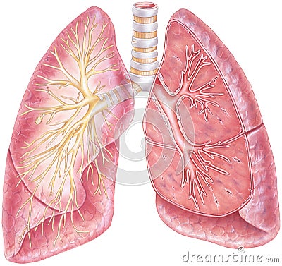 Lungs - Showing Trachea & Bronchial Tree Stock Photo