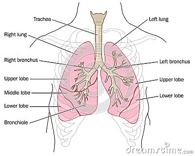 Lungs, trachea and bronchi Vector Illustration