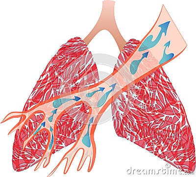 The lungs and Trachea Stock Photo