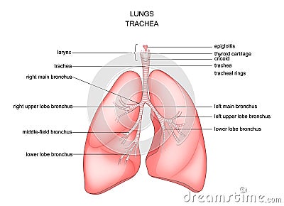 Lungs, trachea and larynx Vector Illustration