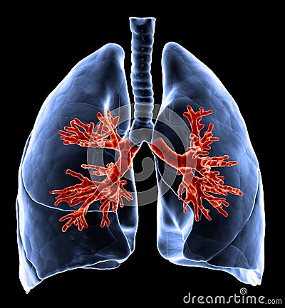 Lungs with visible bronchi Cartoon Illustration