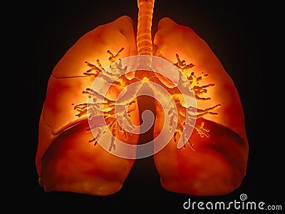 Lungs with visible bronchi Cartoon Illustration