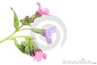 Lungwort medicinal (Pulmonaria officinalis) isolated on white Stock Photo