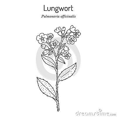 Lungwort Pulmonaria officinalis - medicinal and honey plant Cartoon Illustration