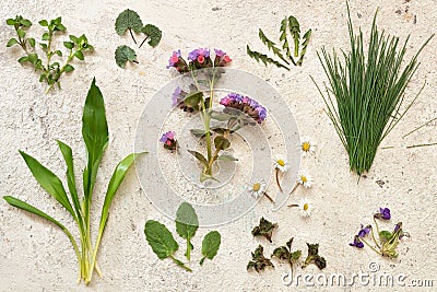 Lungwort, wild garlic, chickweed, young nettle and other spring medicinal herbs and wild edible plants Stock Photo
