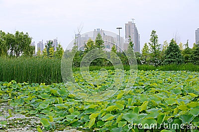 Luoyang Sui and Tang site Botanical Garden Stock Photo