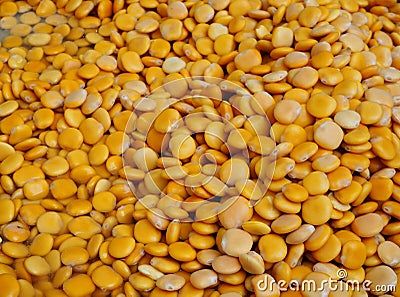 Lupin beans, scientific name is Lupinus albus, in a big heap. Yellow food background. Stock Photo