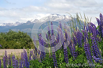 Lupin Field in Patagonia Stock Photo