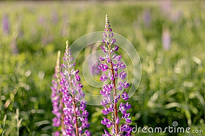 Lupin field with pink purple flowers. Bunch of lupines summer flower background. Blooming lupine flowers. field of lupines. Stock Photo