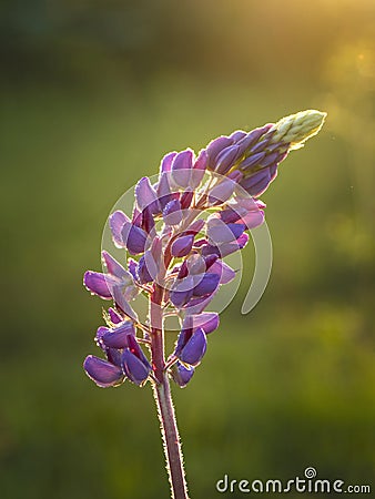 Lupin flower at sunset, close up Stock Photo