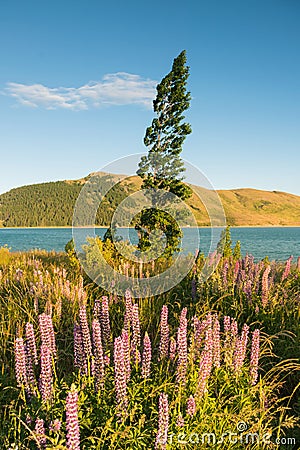 Lupin flowers lake front in Summer season Stock Photo