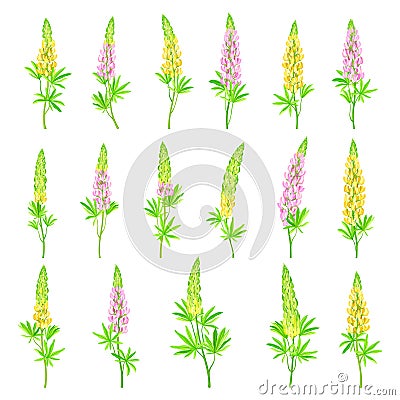 Lupin or Lupine Flowering Plant with Palmately Green Leaves and Dense Flower Whorl Big Vector Set Vector Illustration