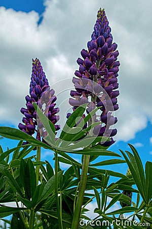 Lupine beautiful flower Stock Photo