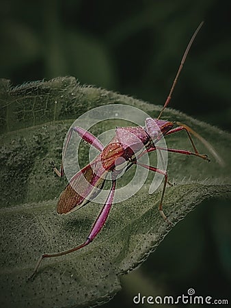 Lupine Bug Stock Photo