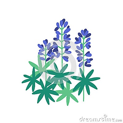 Lupine flat vector illustration. Purple meadow flowers isolated on white background. Flowering plants with petals and Vector Illustration