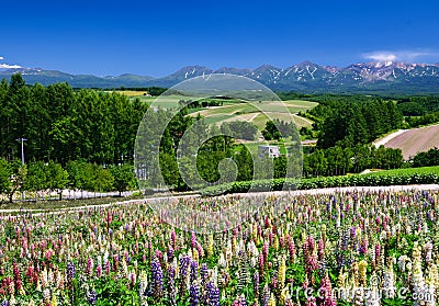 Lupine flower field in summer with mountain background Stock Photo