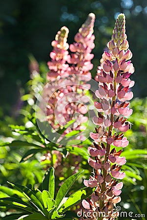 Lupine flowers in bright sunshine closeup Stock Photo