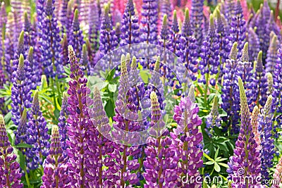 Lupine flowers Stock Photo