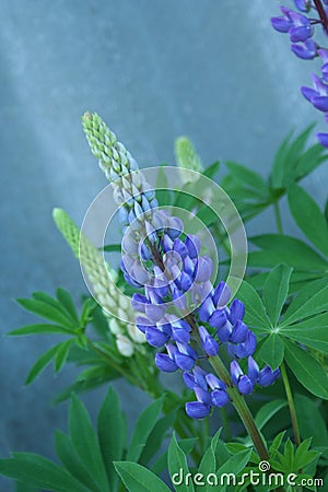 Lupine in the garden Stock Photo