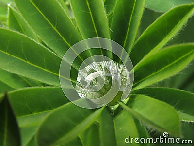 Lupine leaf, Macro photo, with water droplet shimmering from movement Stock Photo