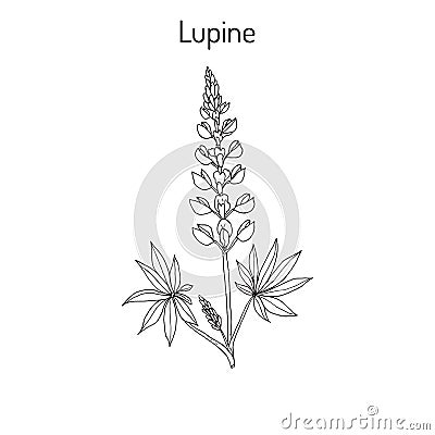 Lupine Lupinus perennis Vector Illustration