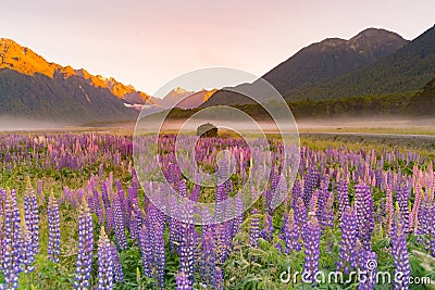 Lupine purple colour in mountain, New Zealand Stock Photo