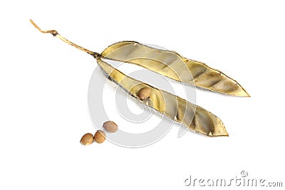 Lupine seed Stock Photo