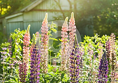 Lupine wildflowers in meadow field at sunset. Close. Lupine, flowering plants in the legume family, Fabaceae Stock Photo