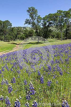 Lupines on Country Landscape Stock Photo