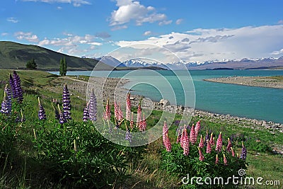 Lupines on the shore of Lake Tekapo. Stock Photo