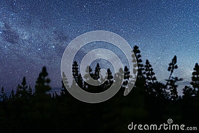 Lupins silhouette at night with stunning starry sky and the milky way. New Zealand Stock Photo