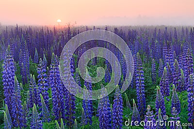 Lupinus field with blue flowers at the misty sunrise Stock Photo