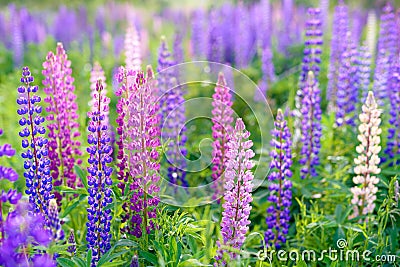 Lupinus, lupin, lupine field with pink purple and blue flowers Stock Photo