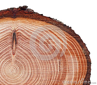 Lurch tree trunk cross cut wood texture Stock Photo