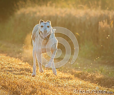 Lurcher dog Stock Photo