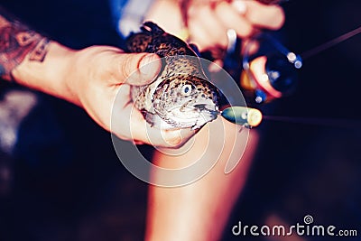 Lure fishing. Fisherman and trout. Brown trout being caught in fishing net. Fisherman and trophy trout. Fishes catching Stock Photo