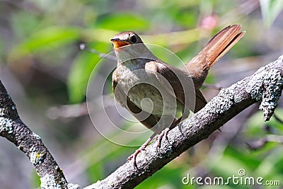 Luscinia luscinia, Thrush Nightingale Stock Photo