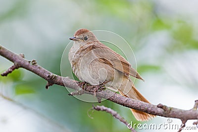 Luscinia luscinia, Thrush Nightingale Stock Photo