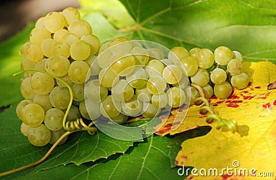 Luscious grapes Stock Photo