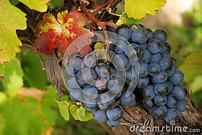 Luscious grapes in autumn Stock Photo