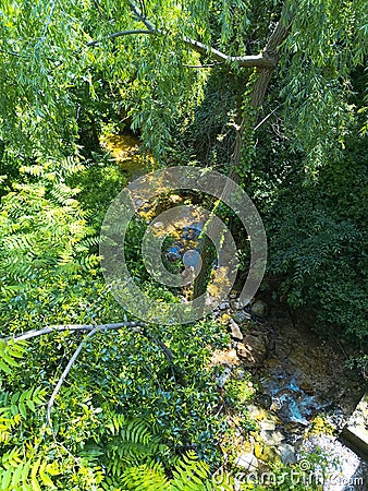 Luscious Green Vegetation Trees Ferns Stream Wild Plants Stock Photo