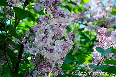 Lush beautiful lilac blossom in a botanical garden on a bright sunny spring day Cartoon Illustration